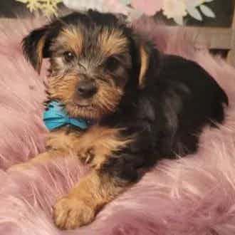 Blue Bow - Yorkshire Terrier Male