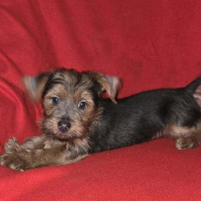 Rufus - Yorkshire Terrier Male