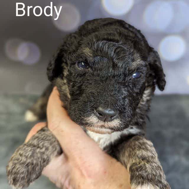Brody - Sheepadoodle Male