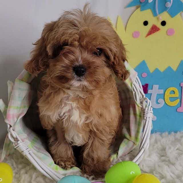 Charlie/extra t - Cavapoo Male