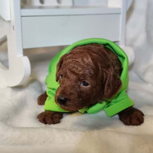 Carter - Toy Poodle Male