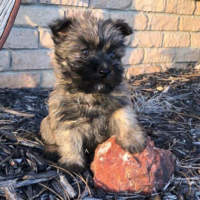 Rigby - Cairn Terrier Male