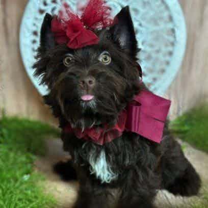 Pink Collar - Yorkshire Terrier Female