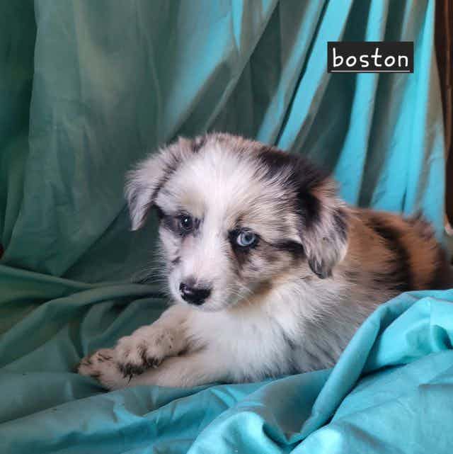 Boston creme - Australian Shepherd Male