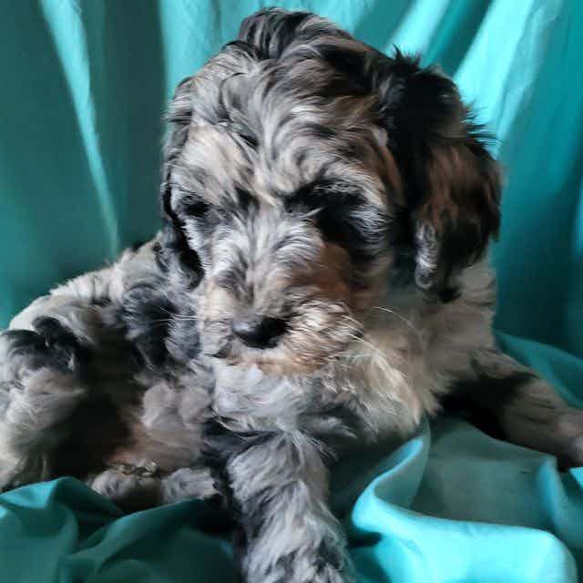 Trace - Aussiedoodle Male