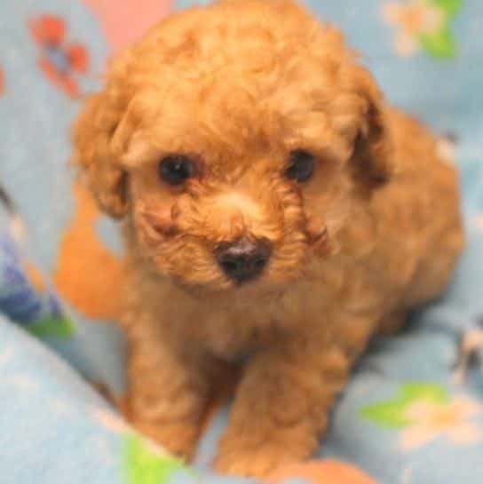 RORY - Toy Poodle Male