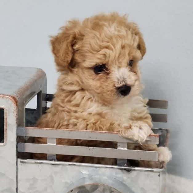 Teacup Teddy - Toy Poodle Male