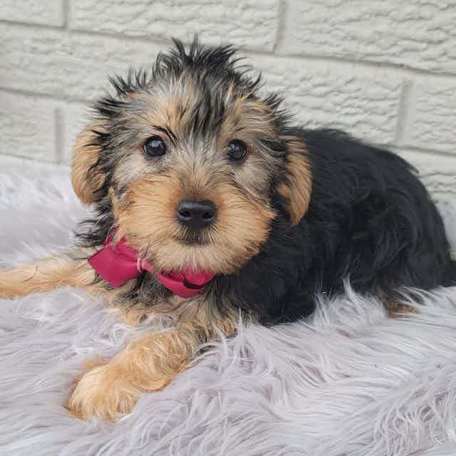Baxter - Yorkshire Terrier Male