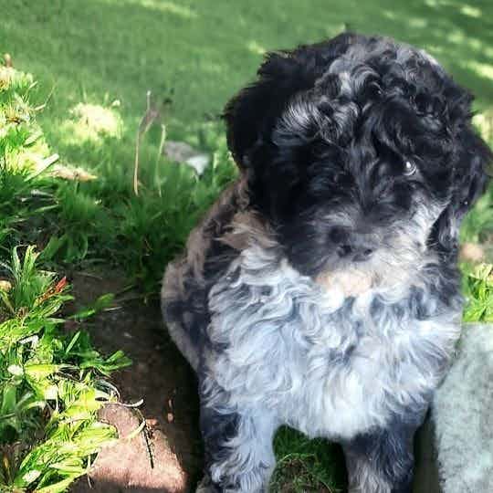 Dos - Aussiedoodle Male