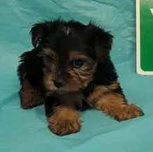 Tiny girl  - Yorkshire Terrier Female