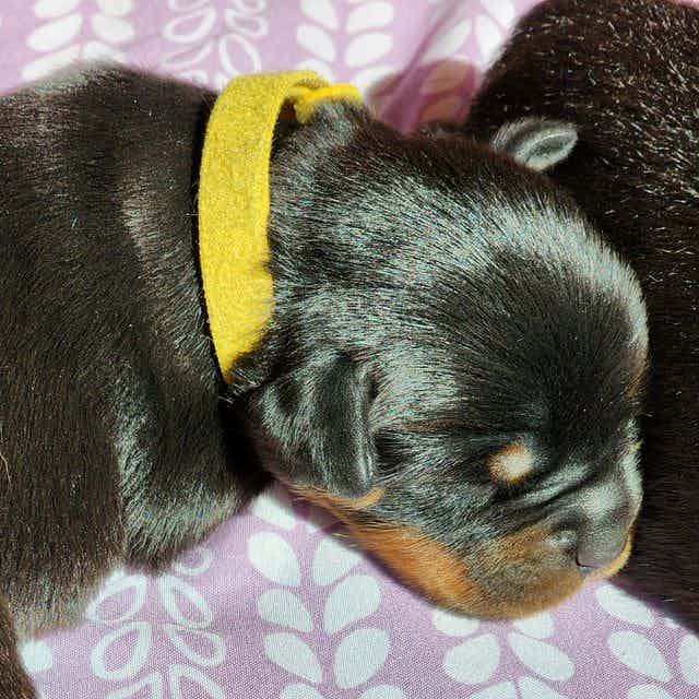 Rosie's Yellow - Rottweiler Female