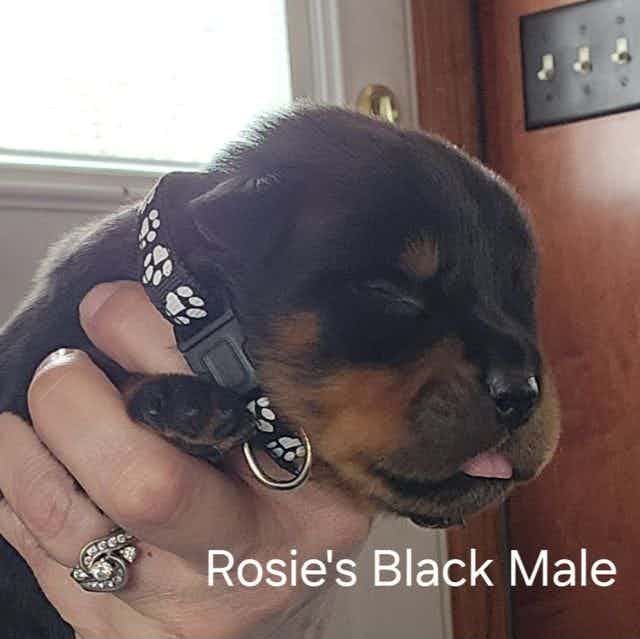 Rosie's Black - Rottweiler Male