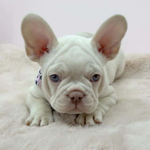 King of Snow  - French Bulldog Male