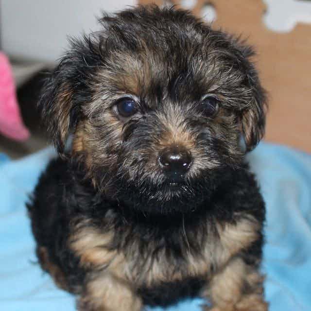Rocky - Yorkshire Terrier Male