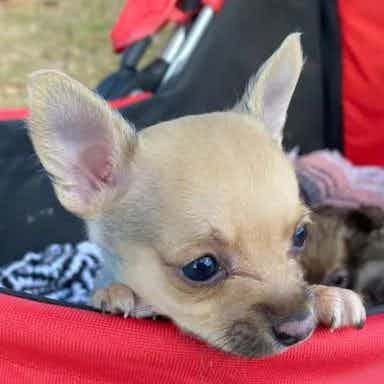 Taco - Chihuahua Male