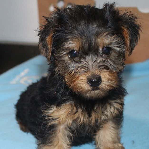 Ricky - Yorkshire Terrier Male