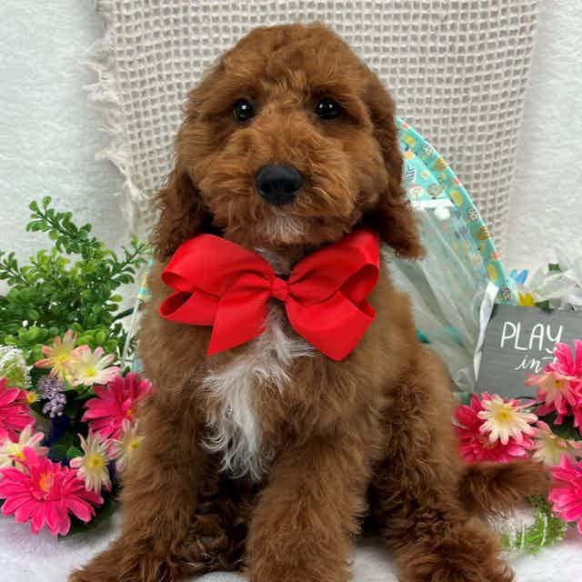 Tilly's Red Boy - Toy Poodle Male