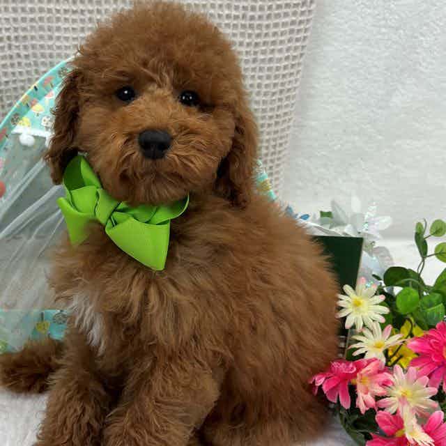 Jules' Green Bo - Toy Poodle Male