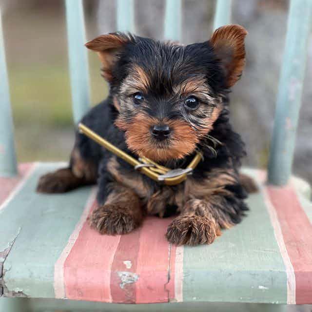 Bruce - Yorkshire Terrier Male