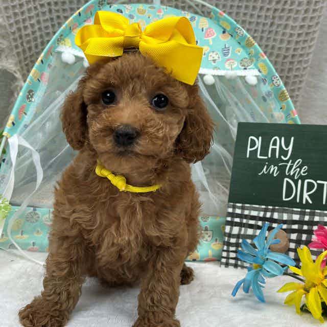 Peaches' Yellow - Toy Poodle Female