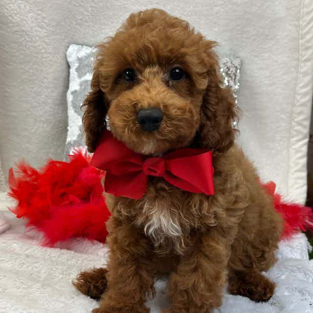 Scarlett's Red  - Toy Poodle Male