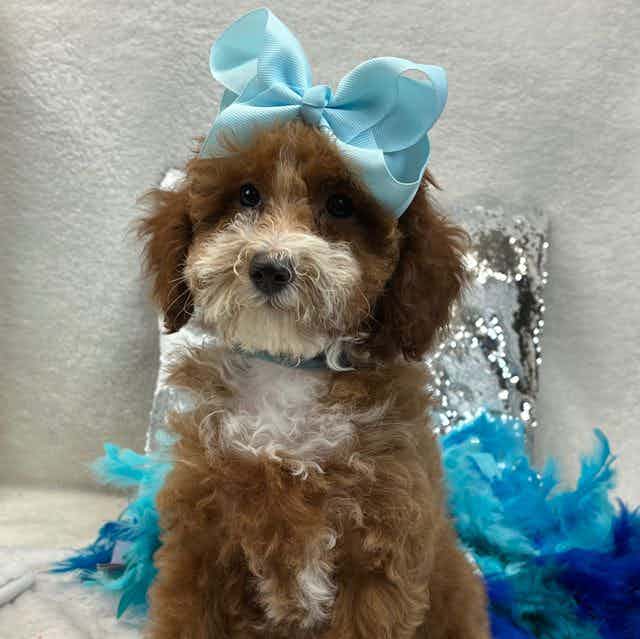 Scarlett's Turq - Toy Poodle Female
