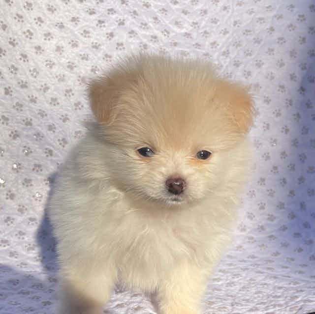 Cream boy  - Pomeranian Male