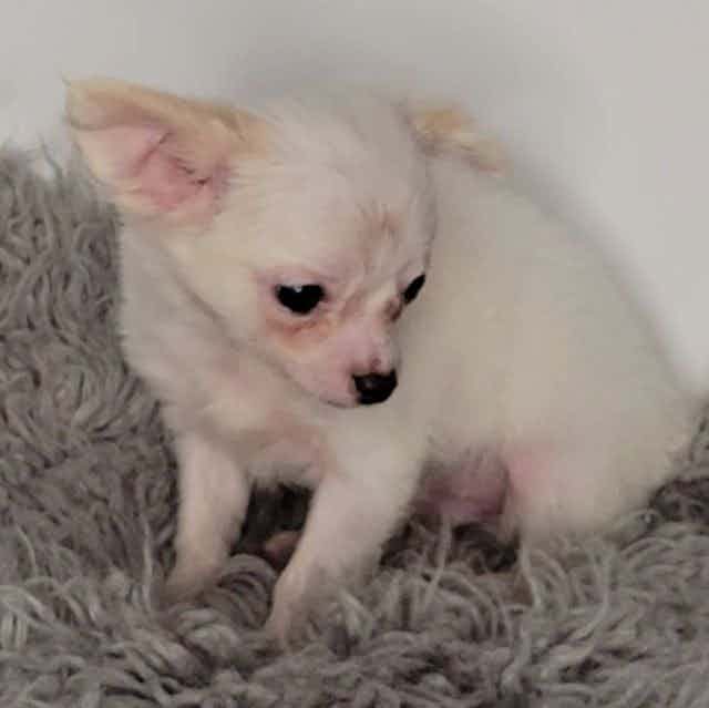 Tonga - Chihuahua Male