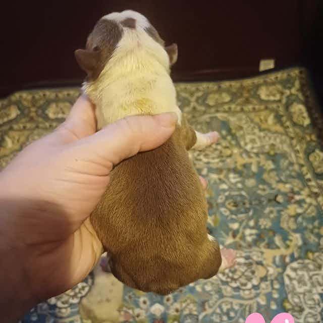 Chocolate femal - Boston Terrier Female