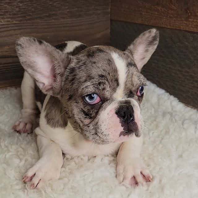 Fancy/willing t - French Bulldog Female
