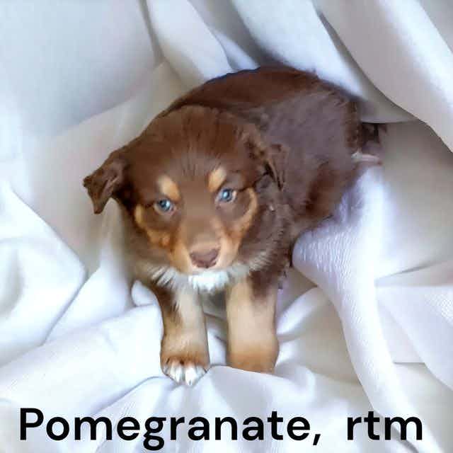 Pomegranate  - Australian Shepherd Male