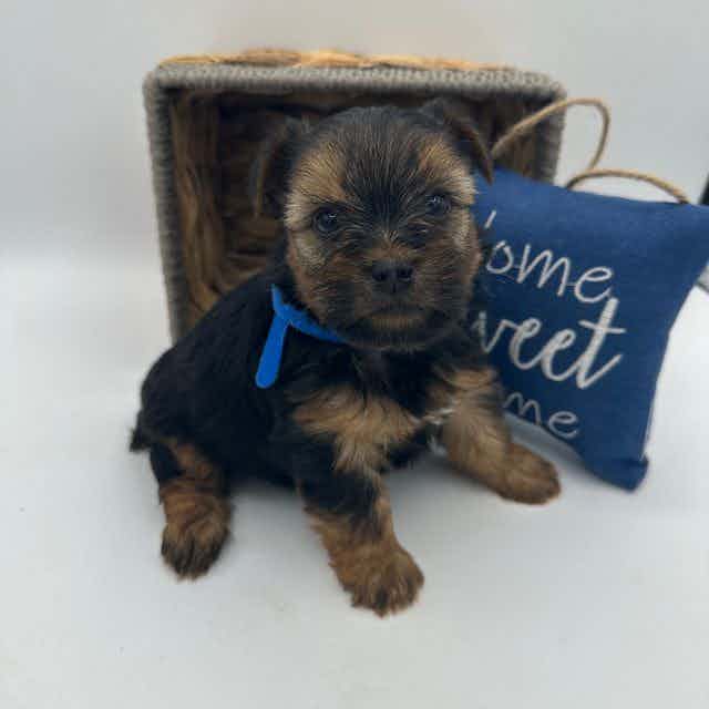 Blue - Yorkshire Terrier Male