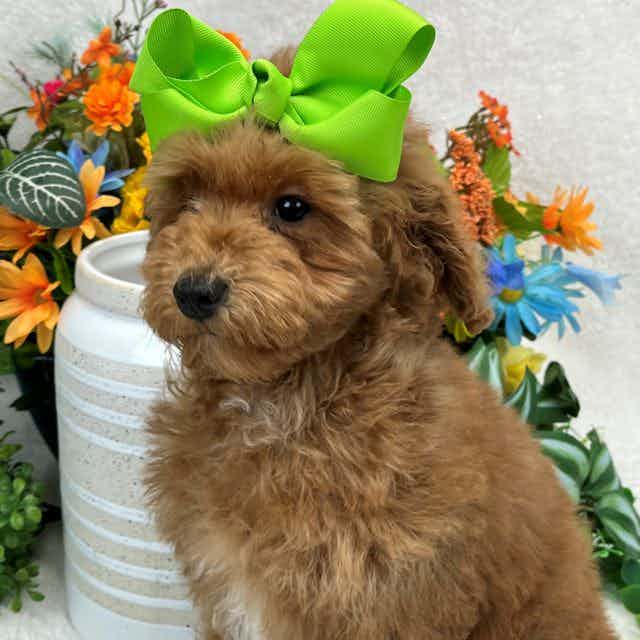 Braley's Green  - Goldendoodle Female