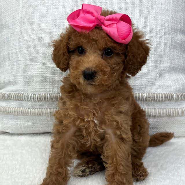 Peaches' Pink G - Toy Poodle Female