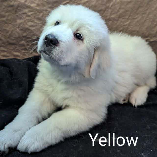 Yellow - Great Pyrenees Female