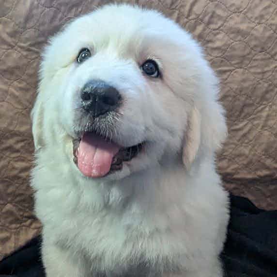 Pink - Great Pyrenees Female