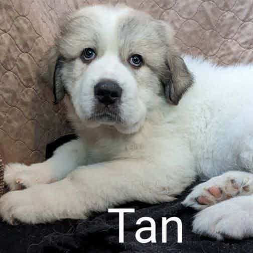 Tan - Great Pyrenees Male