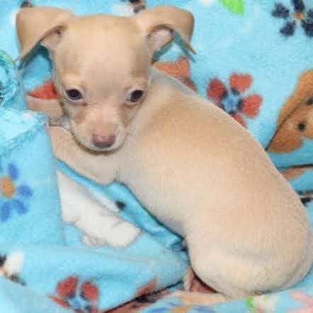 HOLDEN - Chihuahua Male