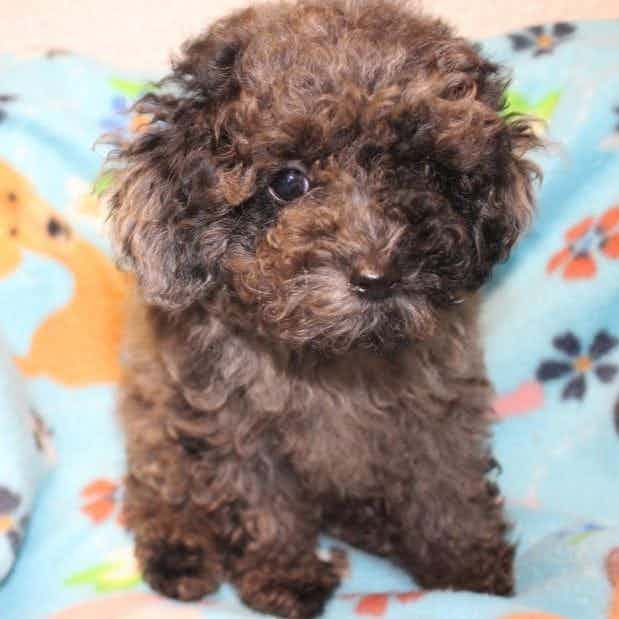 RUDY - Toy Poodle Male