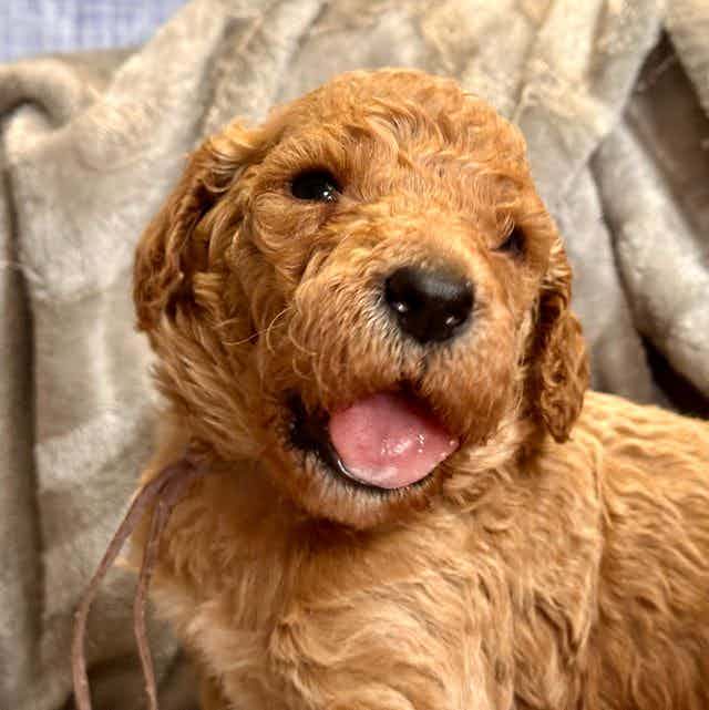 Mr. Maxwell  - Goldendoodle Male