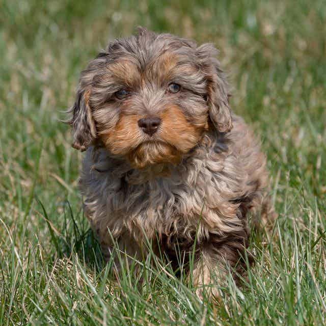 Rooster - Cavapoo Male