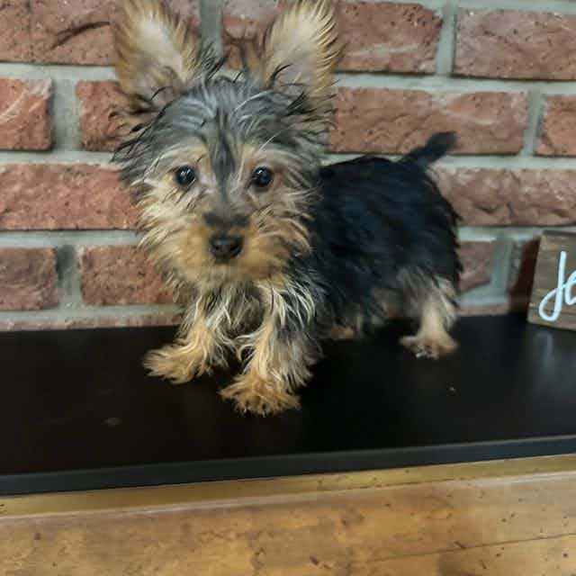 Max the Silky B - Silky Terrier Male