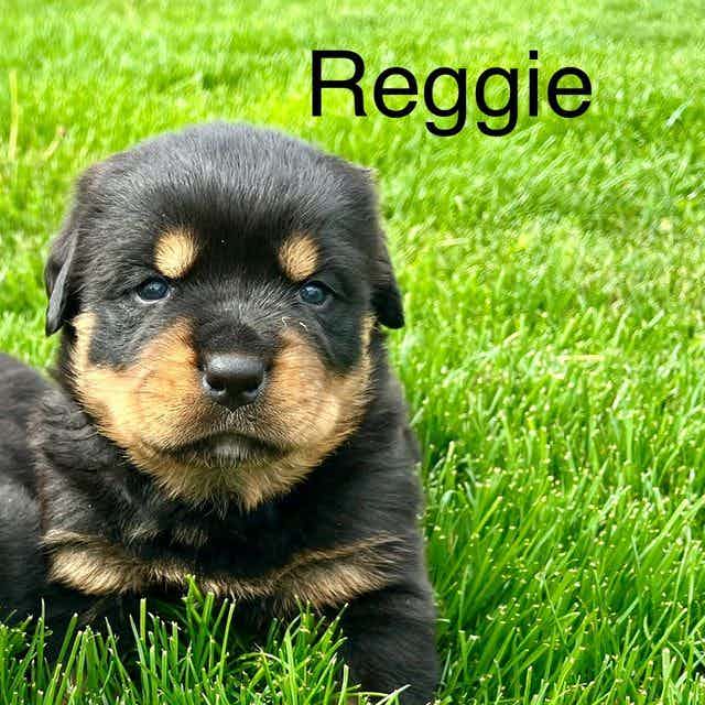 Reggie - Rottweiler Male