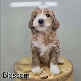 Blossom - Goldendoodle Female