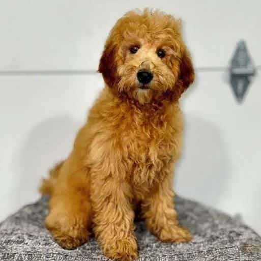 Peter - Goldendoodle Male