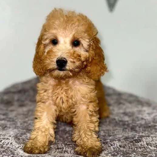 Patty - Goldendoodle Female