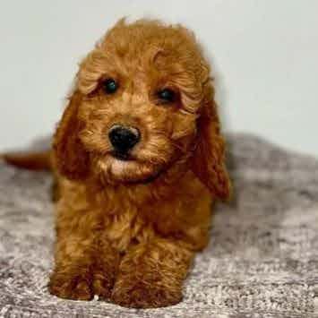 Troy - Goldendoodle Male