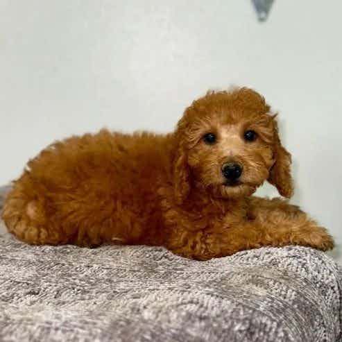 Billy - Goldendoodle Male