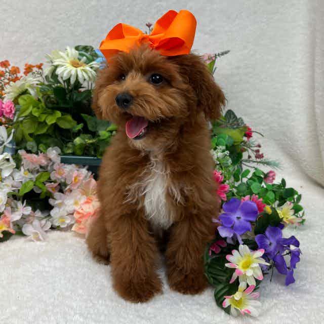 Jules' Orange G - Toy Poodle Female