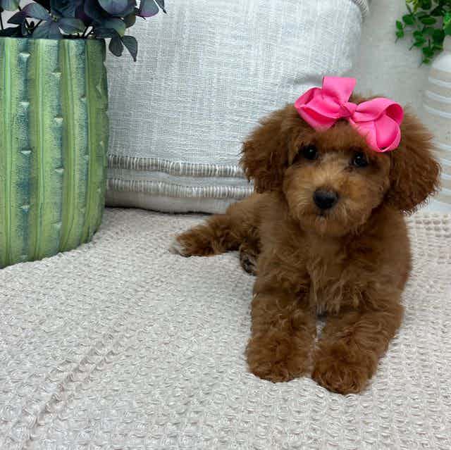 Peaches' Pink G - Toy Poodle Female
